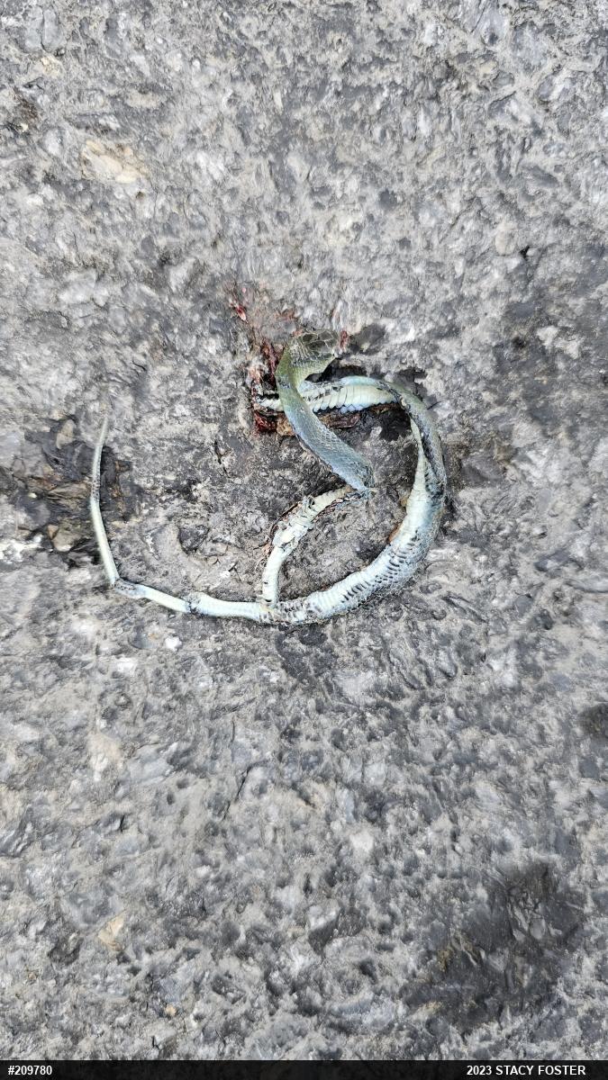 Smooth Greensnake