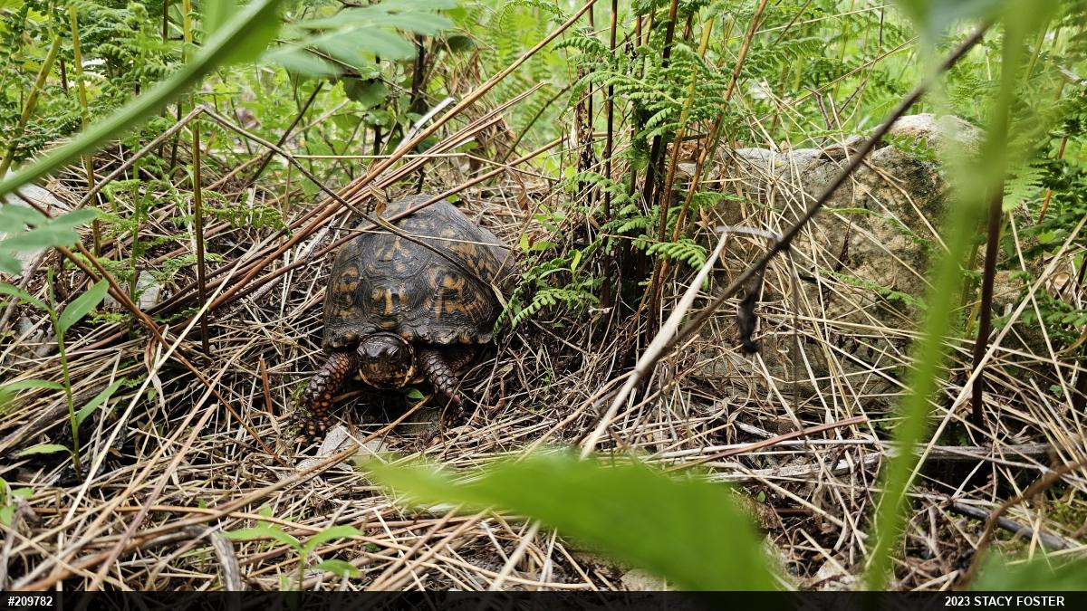 Eastern Box Turtle