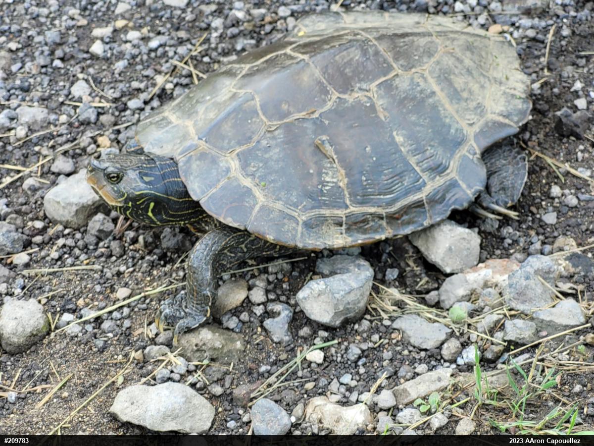 Northern Map Turtle