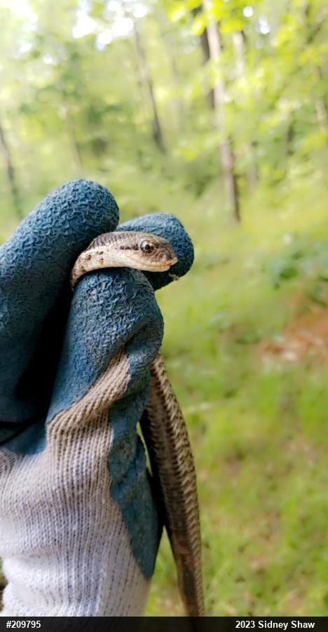 Eastern Hog-nosed Snake
