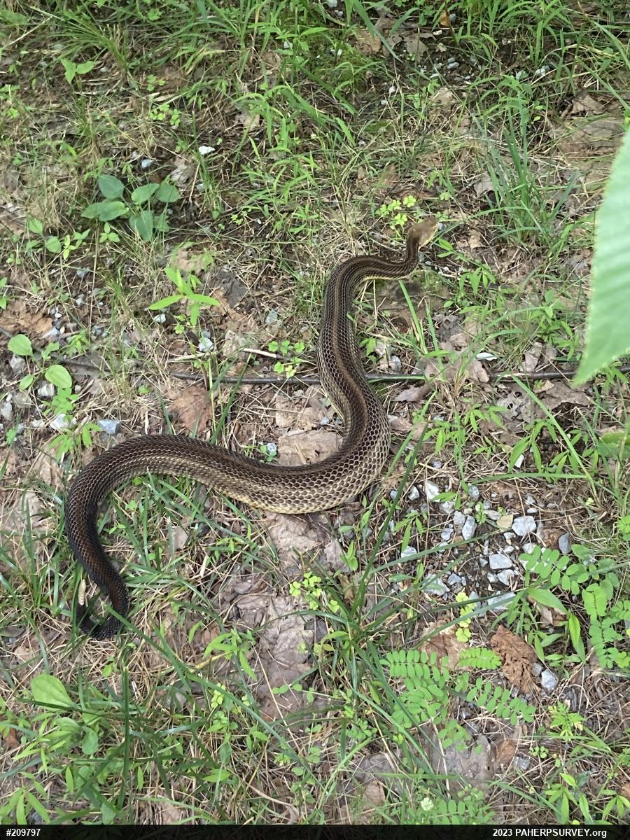 Timber Rattlesnake