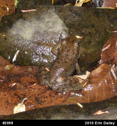 Green Frog