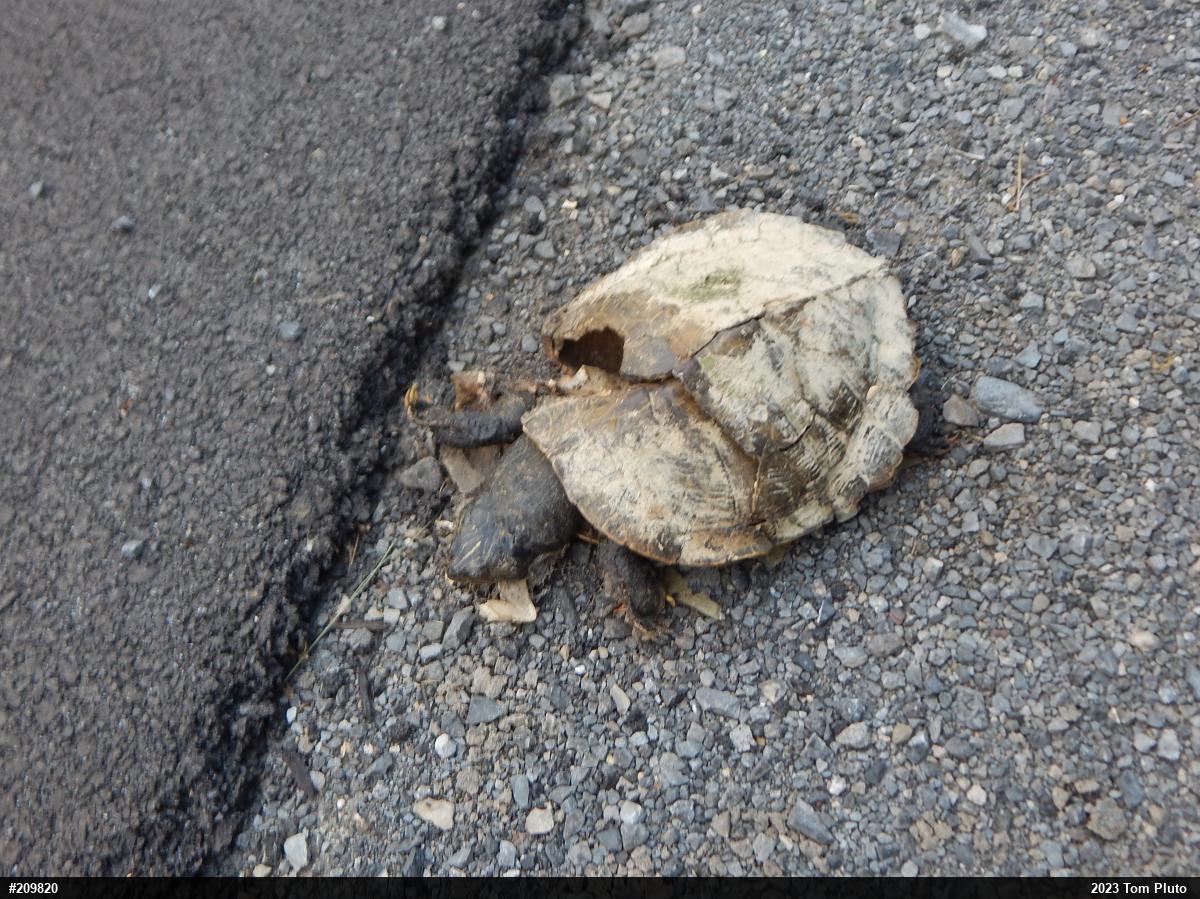 Northern Map Turtle