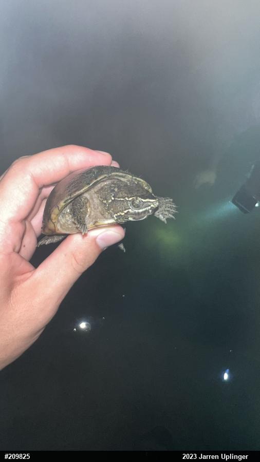 Eastern Musk Turtle