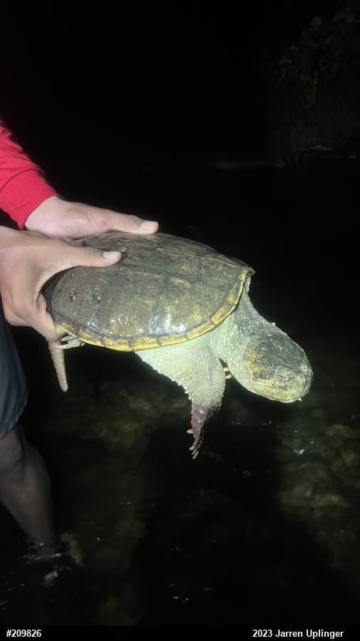 Snapping Turtle