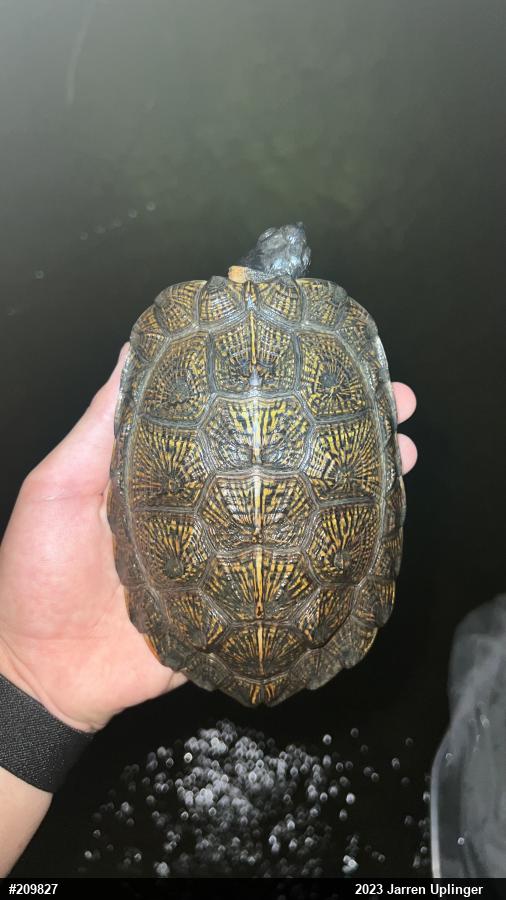 Wood Turtle