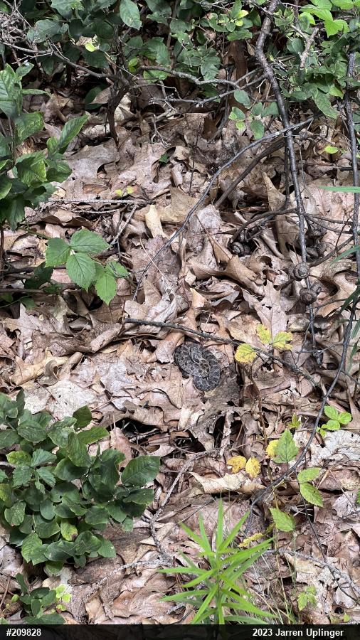 Eastern Hog-nosed Snake