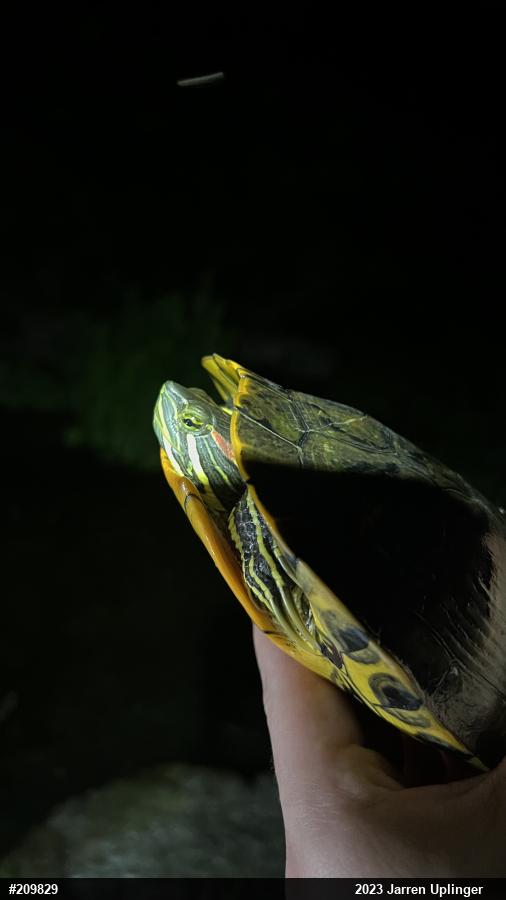 Red-eared Slider