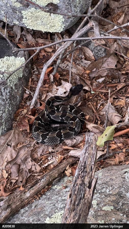 Timber Rattlesnake