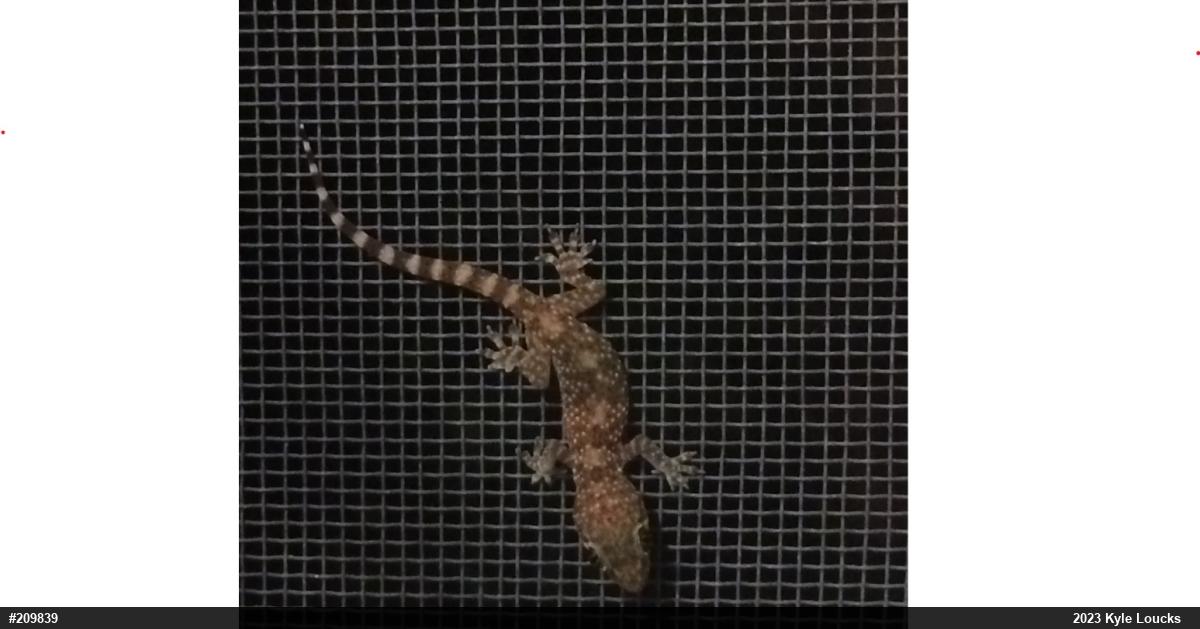 Mediterranean House Geckos