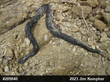 Timber Rattlesnake