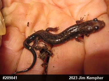 Allegheny Mountain Dusky Salamander