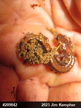 Eastern Red-backed  Salamander