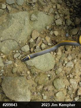 Northern Ring-necked Snake