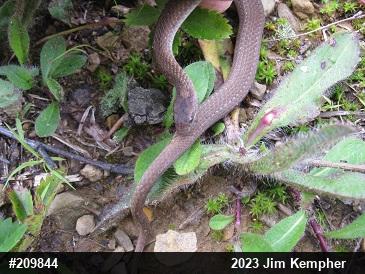 Red-bellied Snake