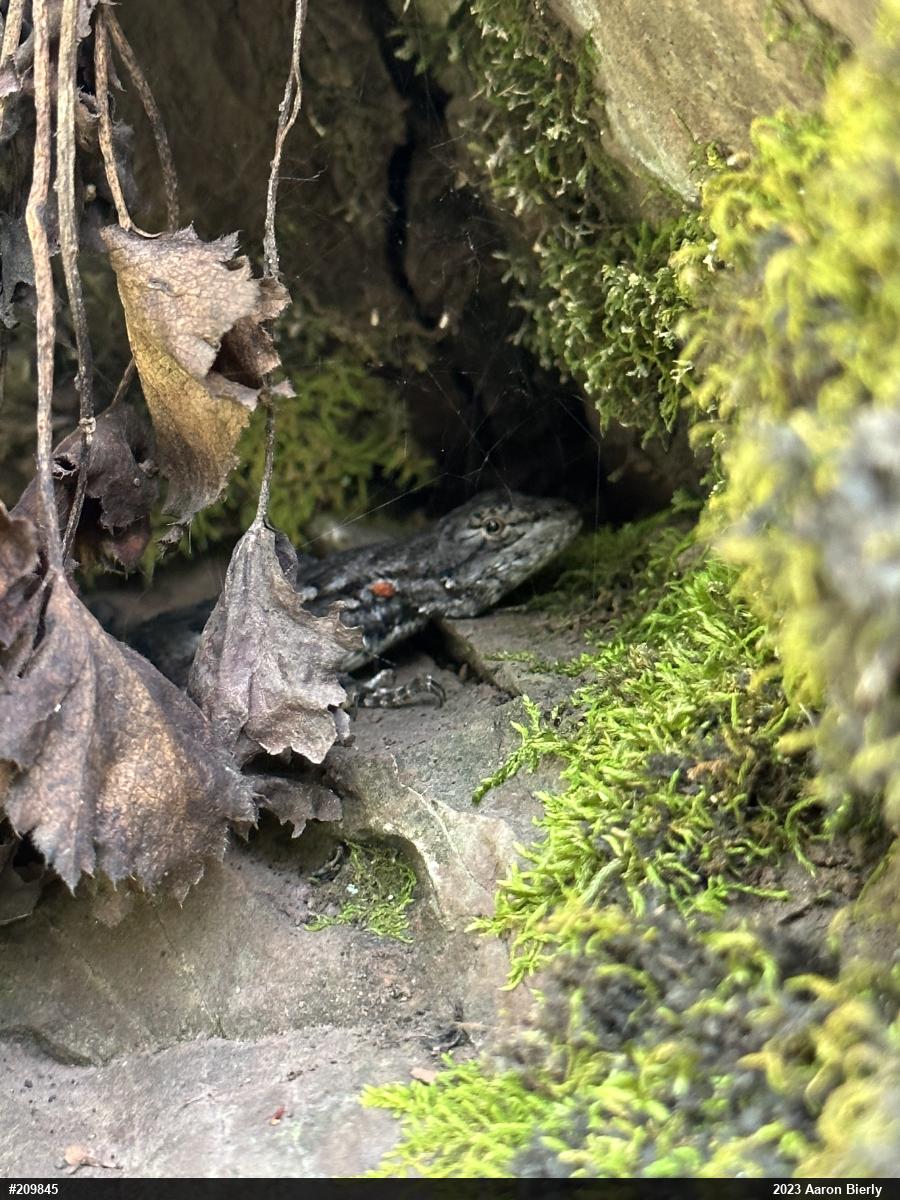 Eastern Fence Lizard