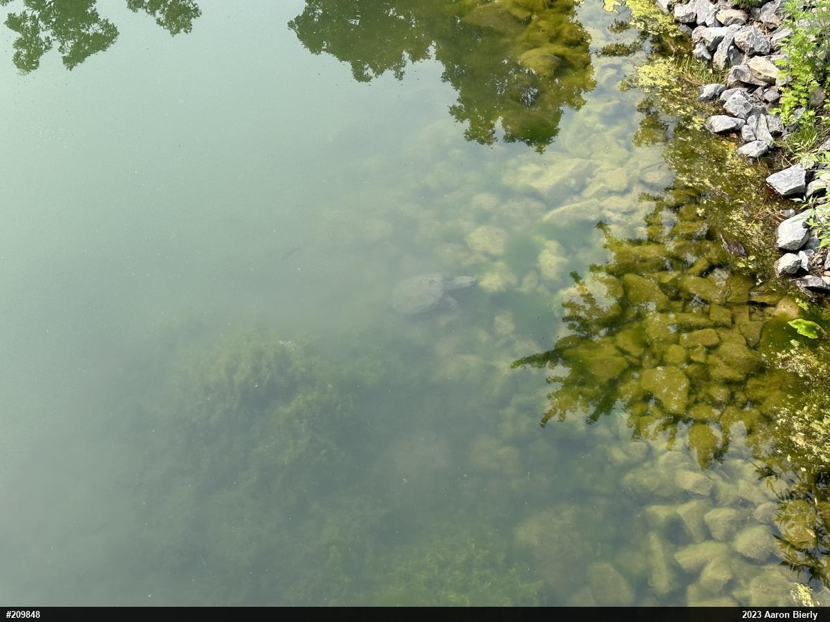 Snapping Turtle