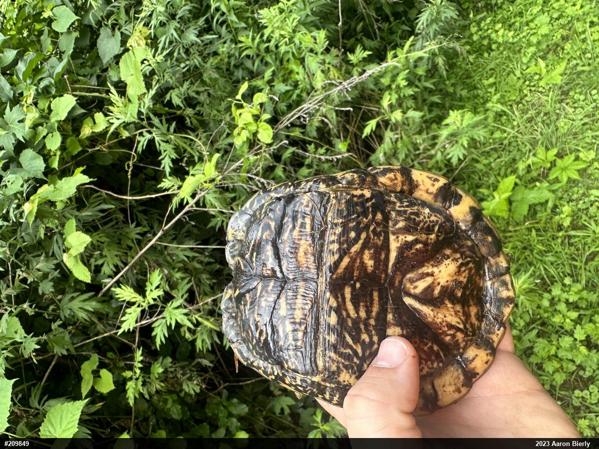 Eastern Box Turtle