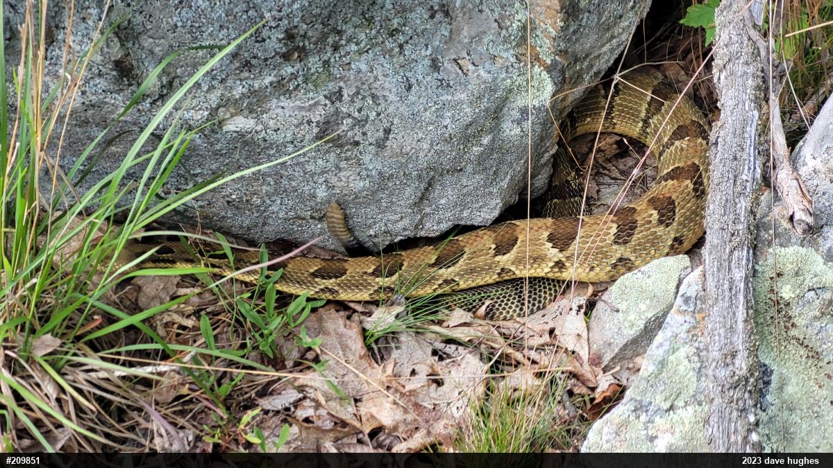 Timber Rattlesnake