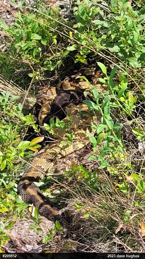 Timber Rattlesnake