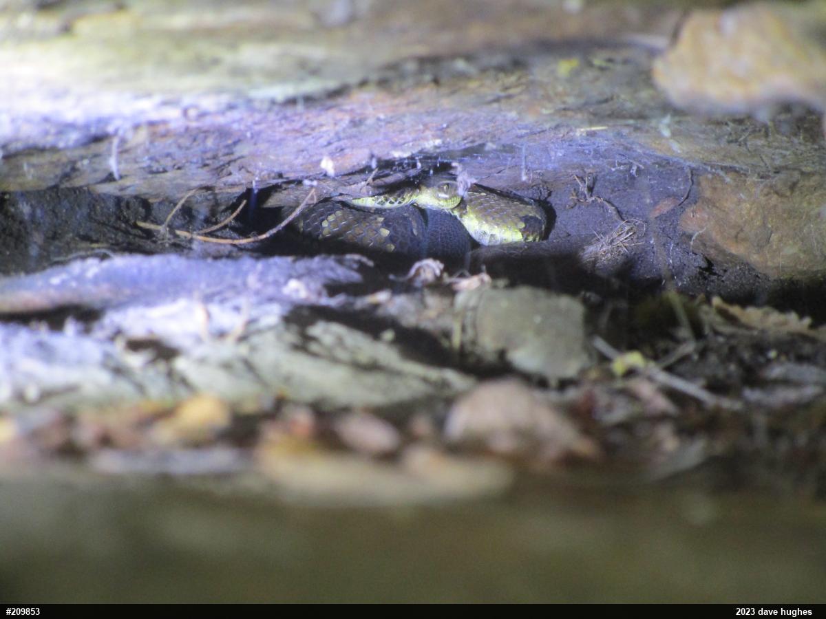 Timber Rattlesnake
