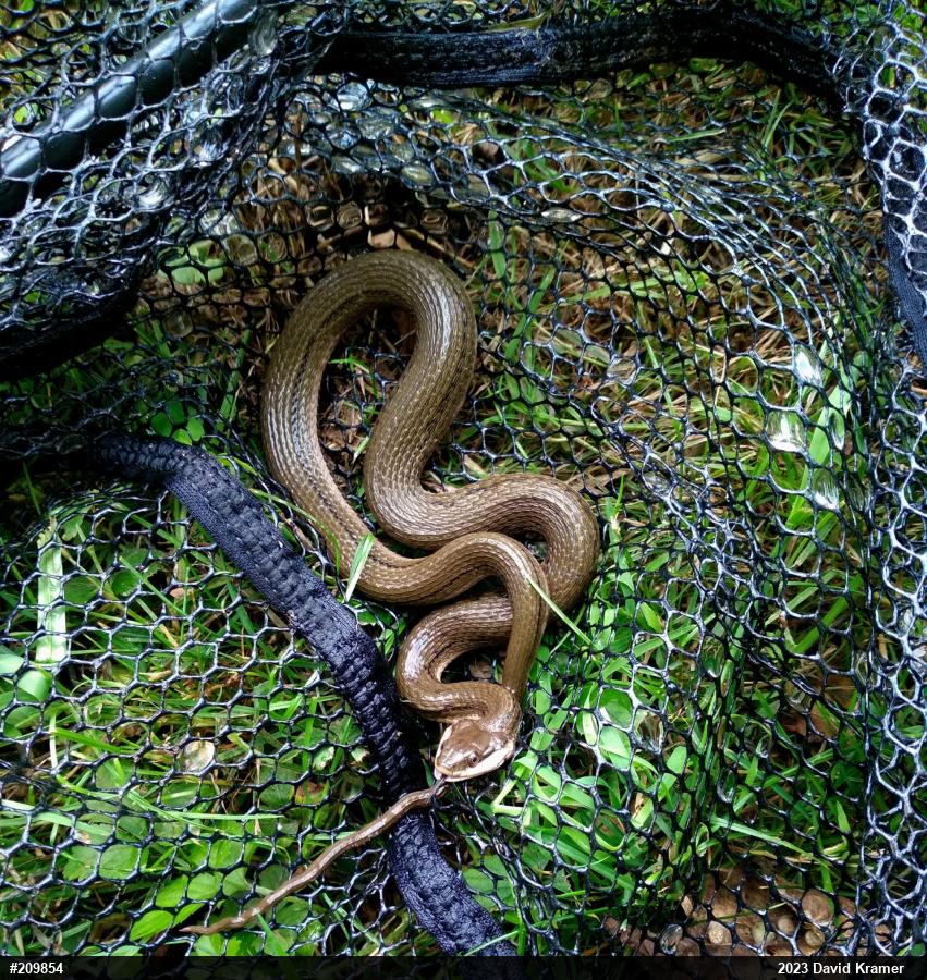 Queensnake