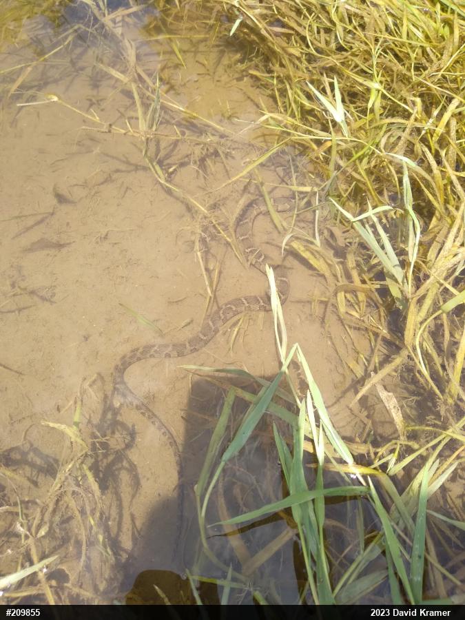 Northern Watersnake