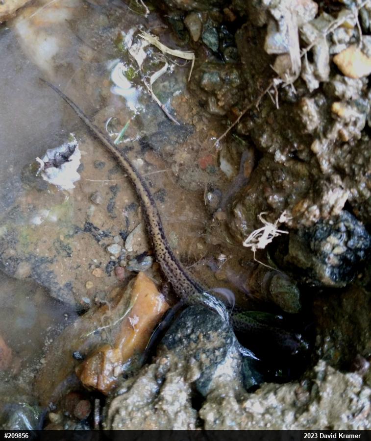 Northern Two-lined Salamander