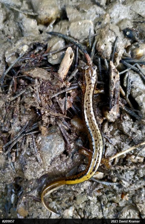 Northern Two-lined Salamander
