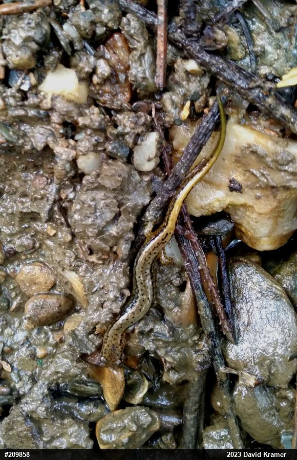 Northern Two-lined Salamander