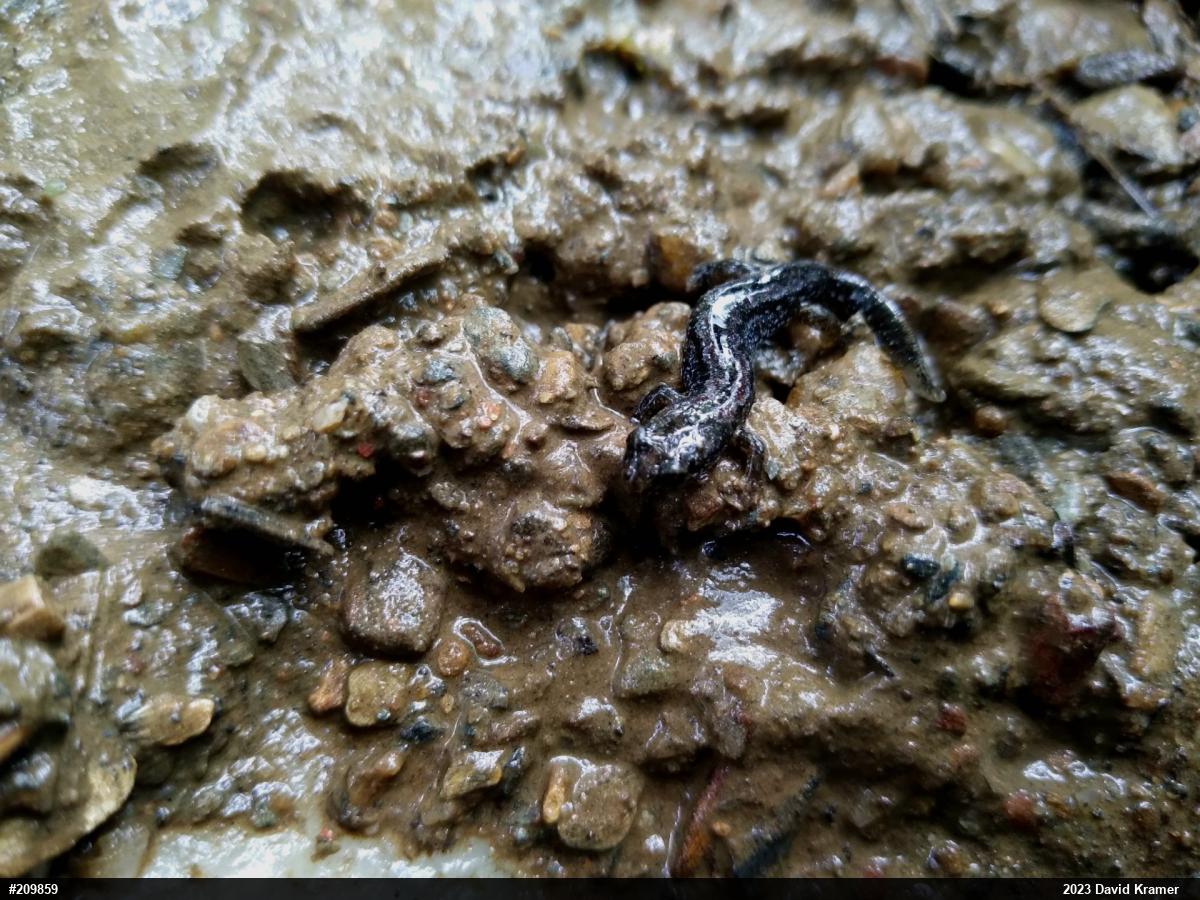 Northern Dusky Salamander