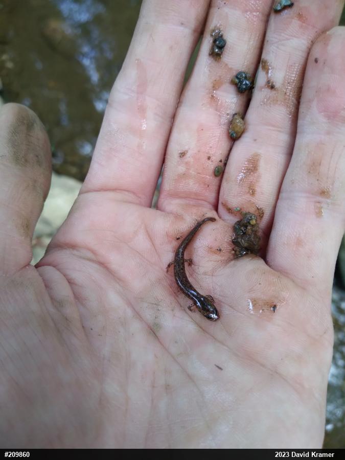 Northern Two-lined Salamander