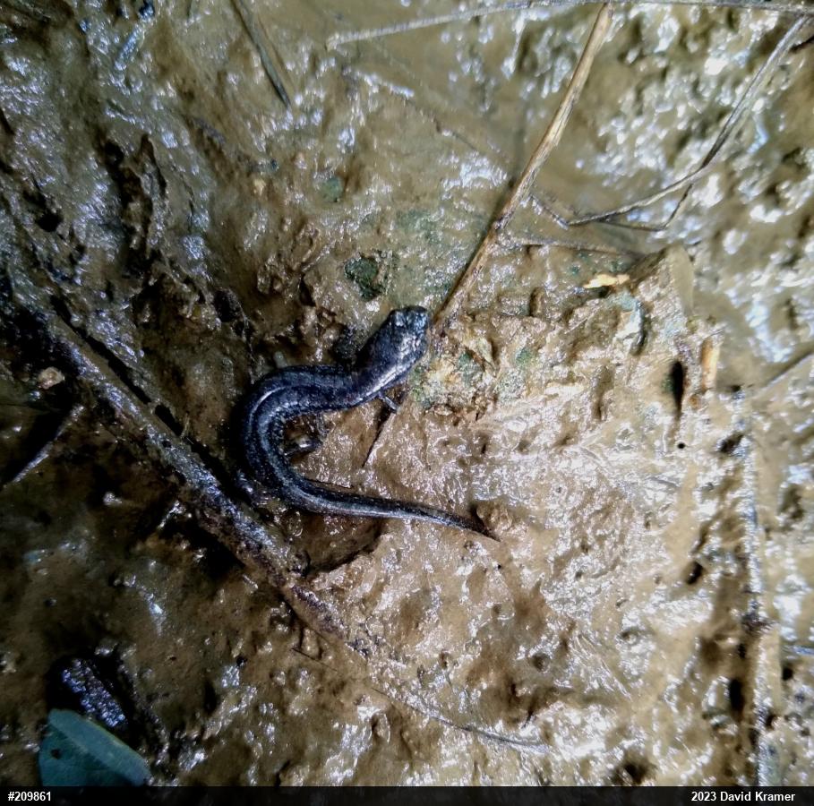 Northern Dusky Salamander