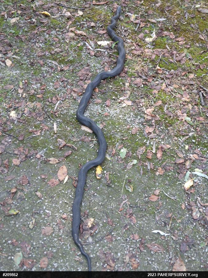 Eastern Ratsnake