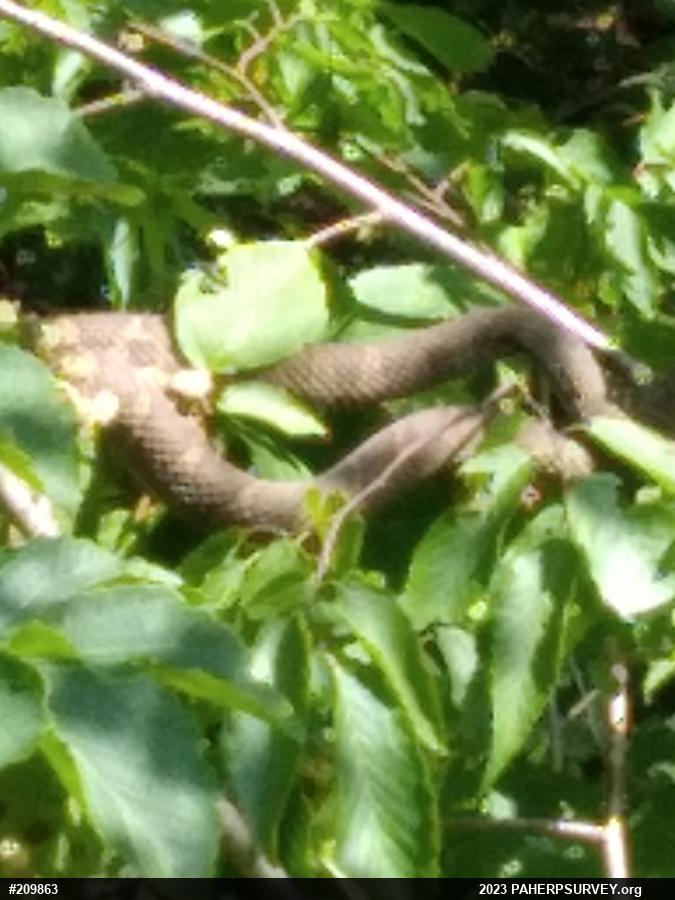 Northern Watersnake