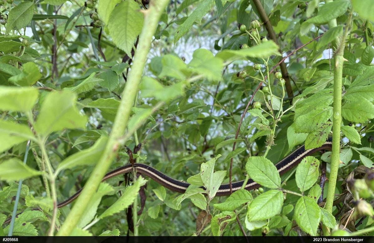 Northern Ribbonsnake