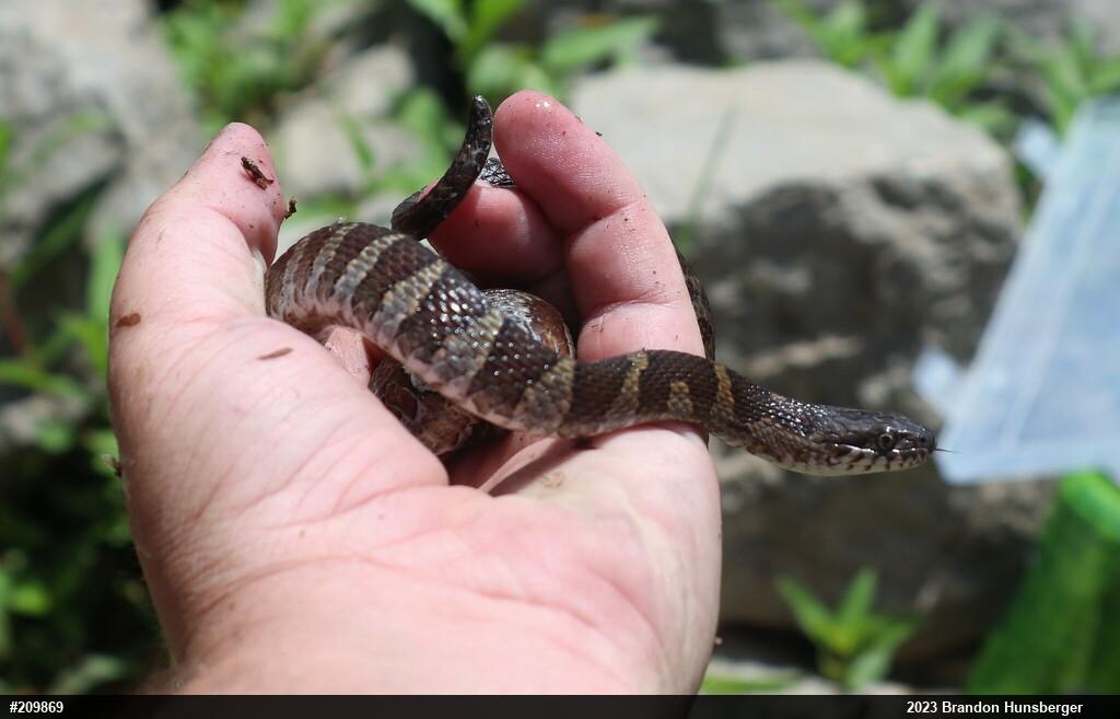 Northern Watersnake