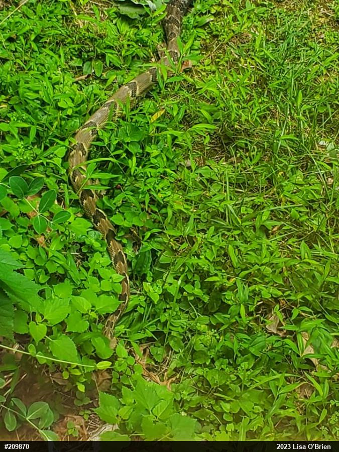 Timber Rattlesnake