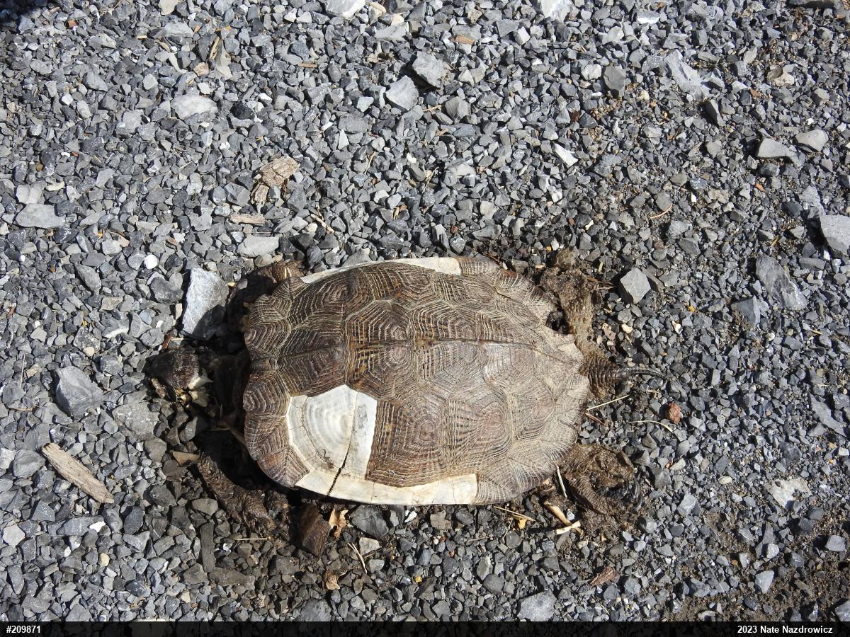 Wood Turtle