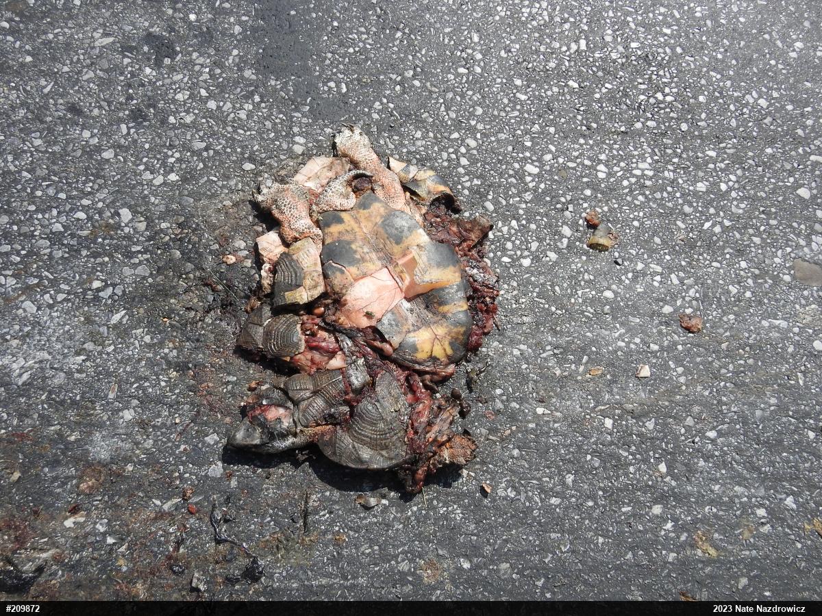 Wood Turtle