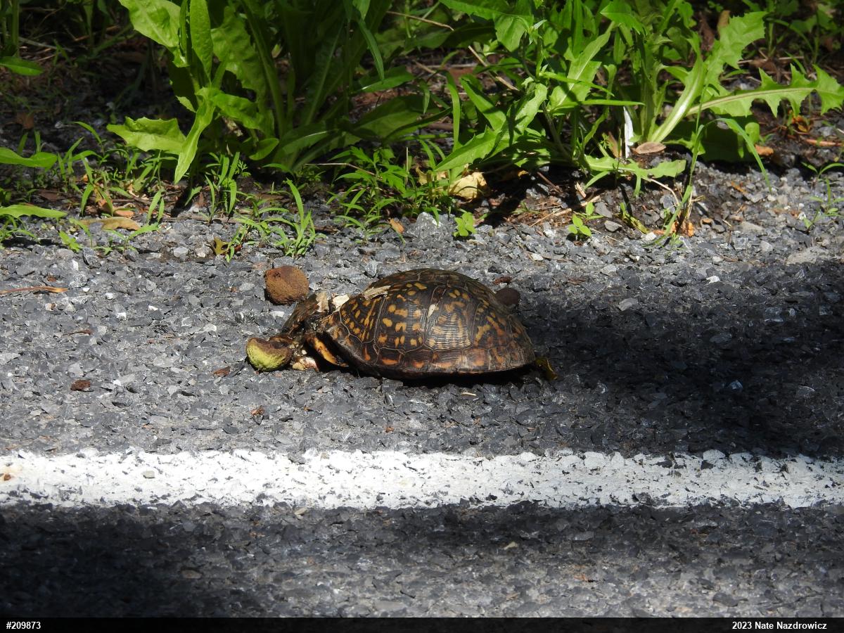 Eastern Box Turtle