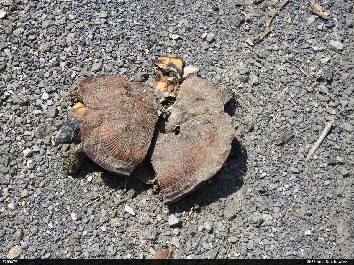 Wood Turtle