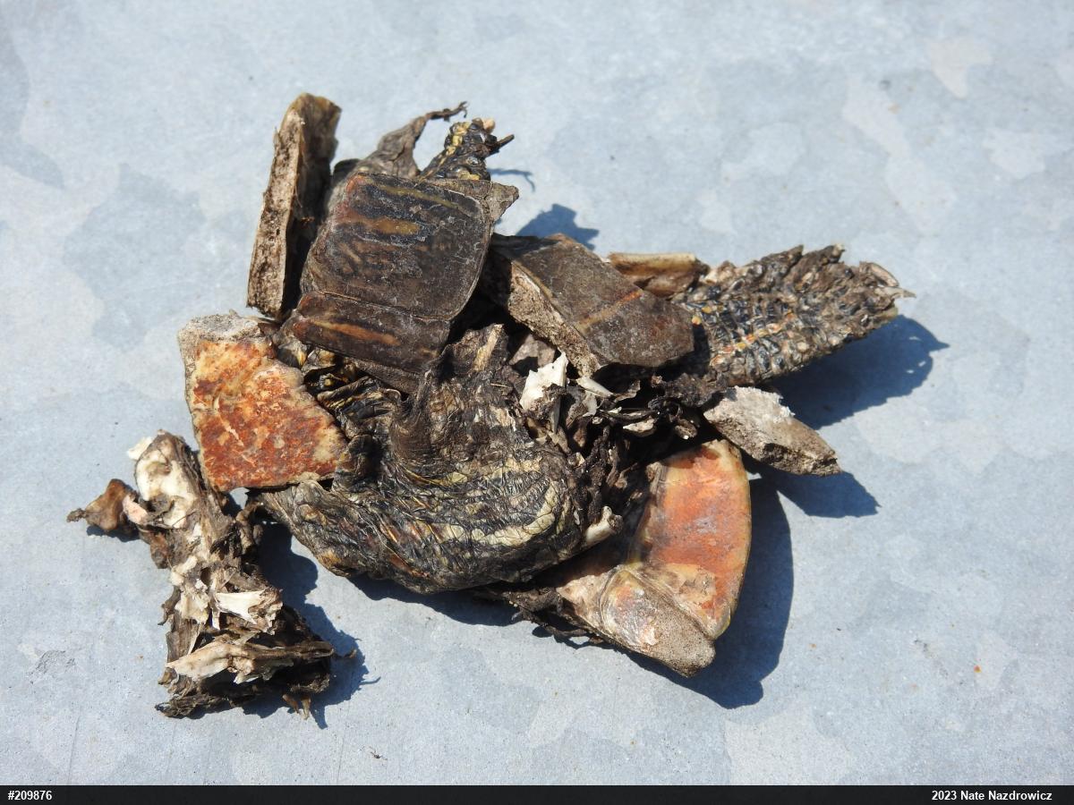 Painted Turtle
