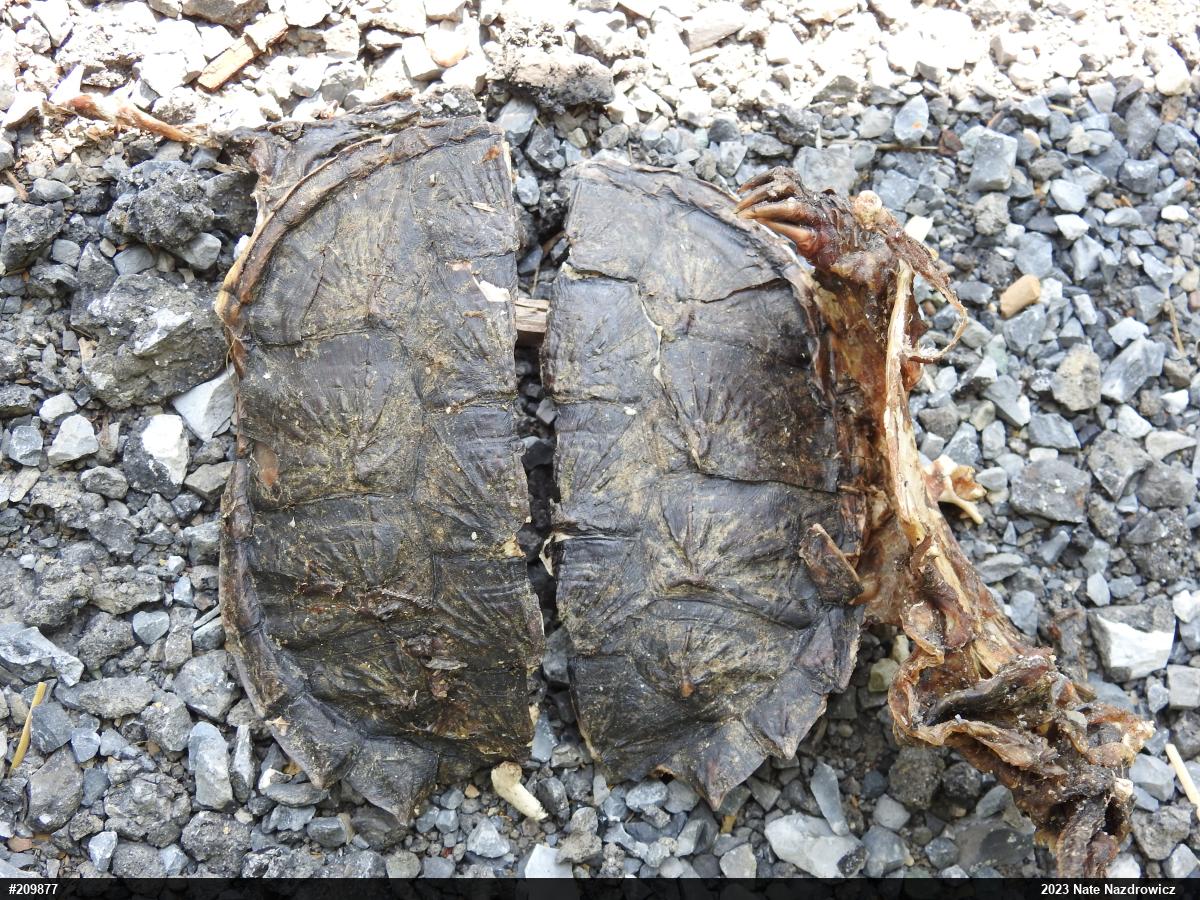 Snapping Turtle