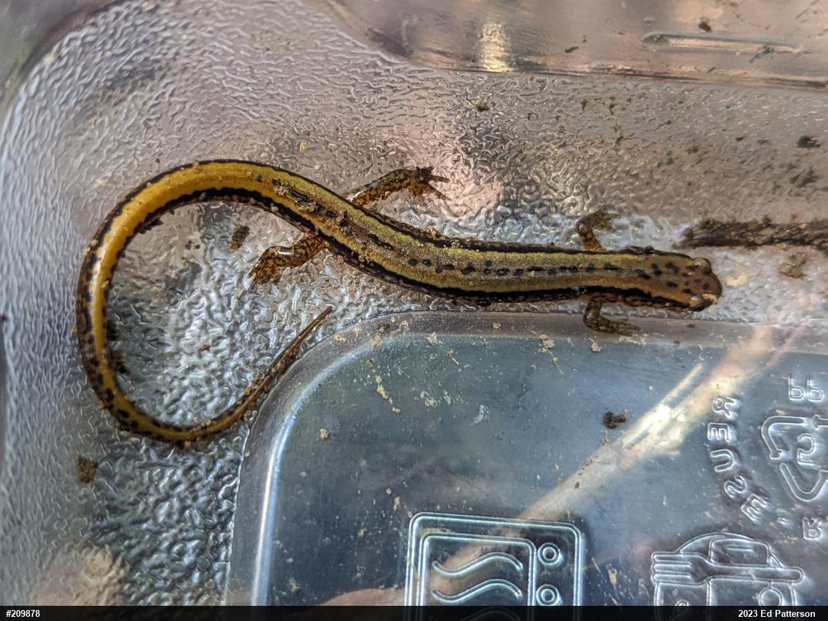 Northern Two-lined Salamander