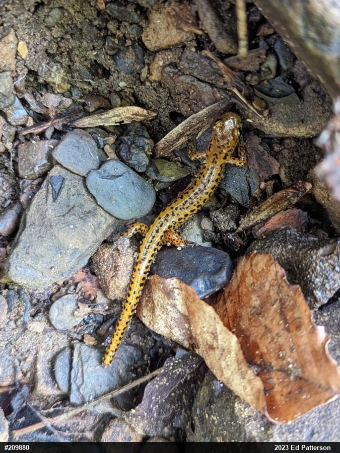 Eastern Long-tailed Salamander