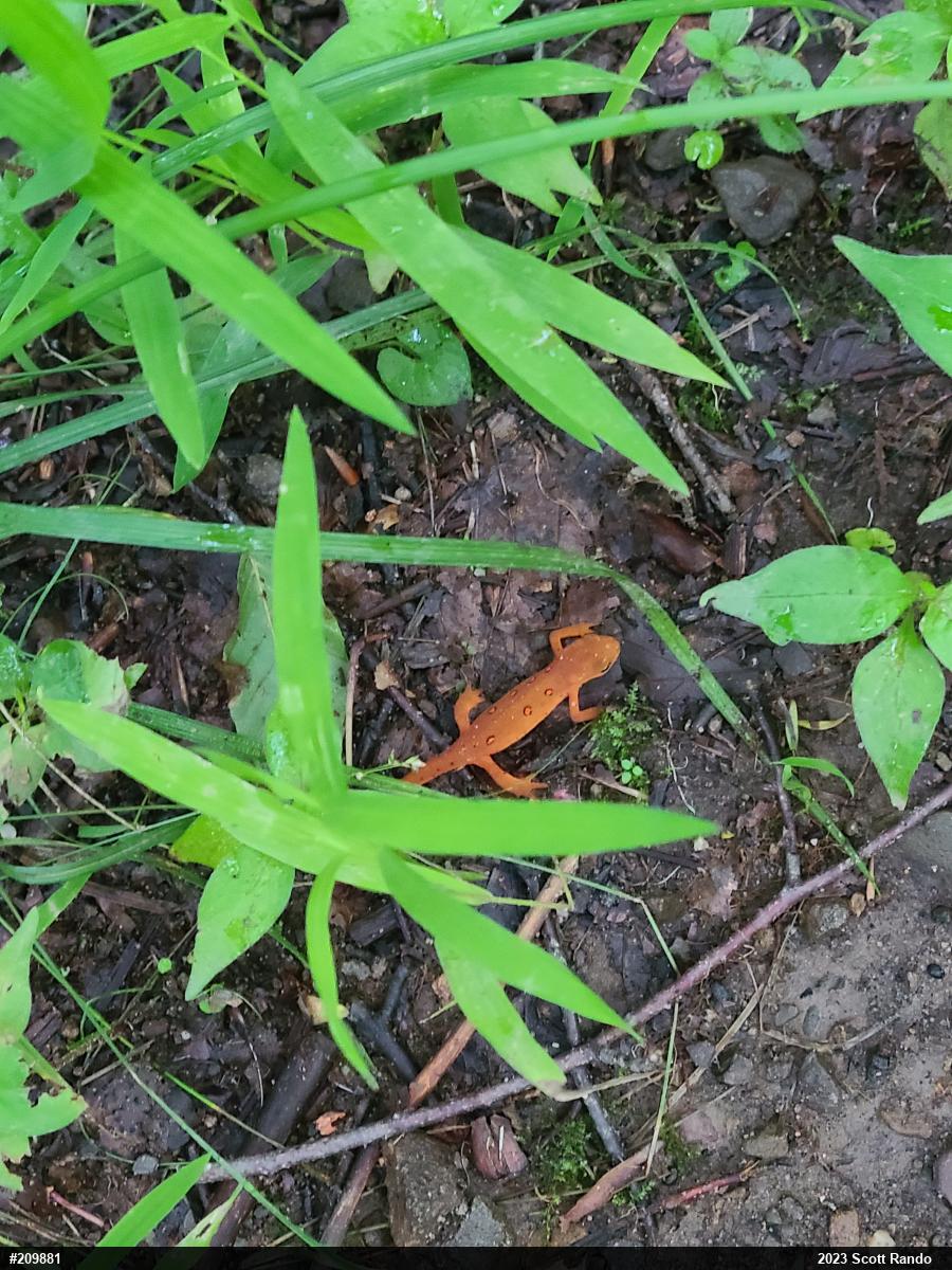 Red-spotted Newt