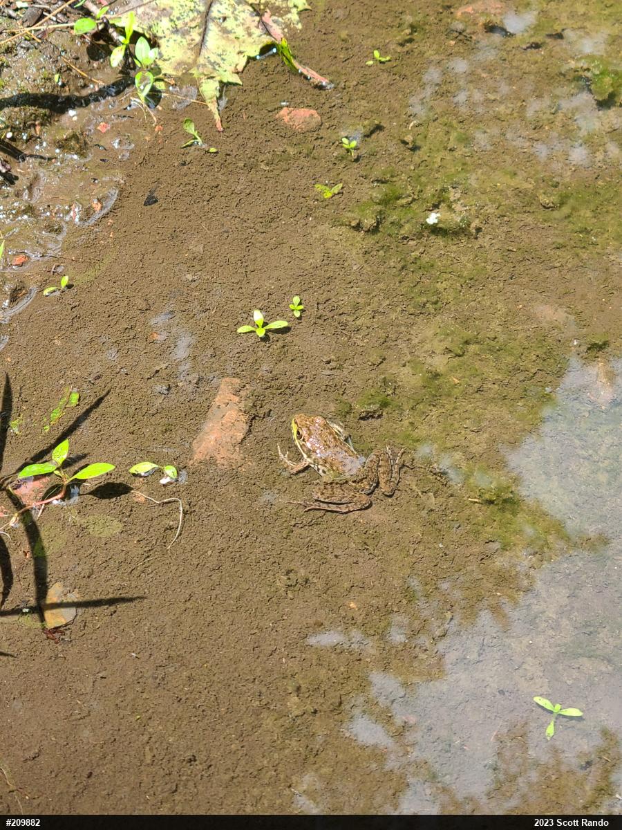 Green Frog
