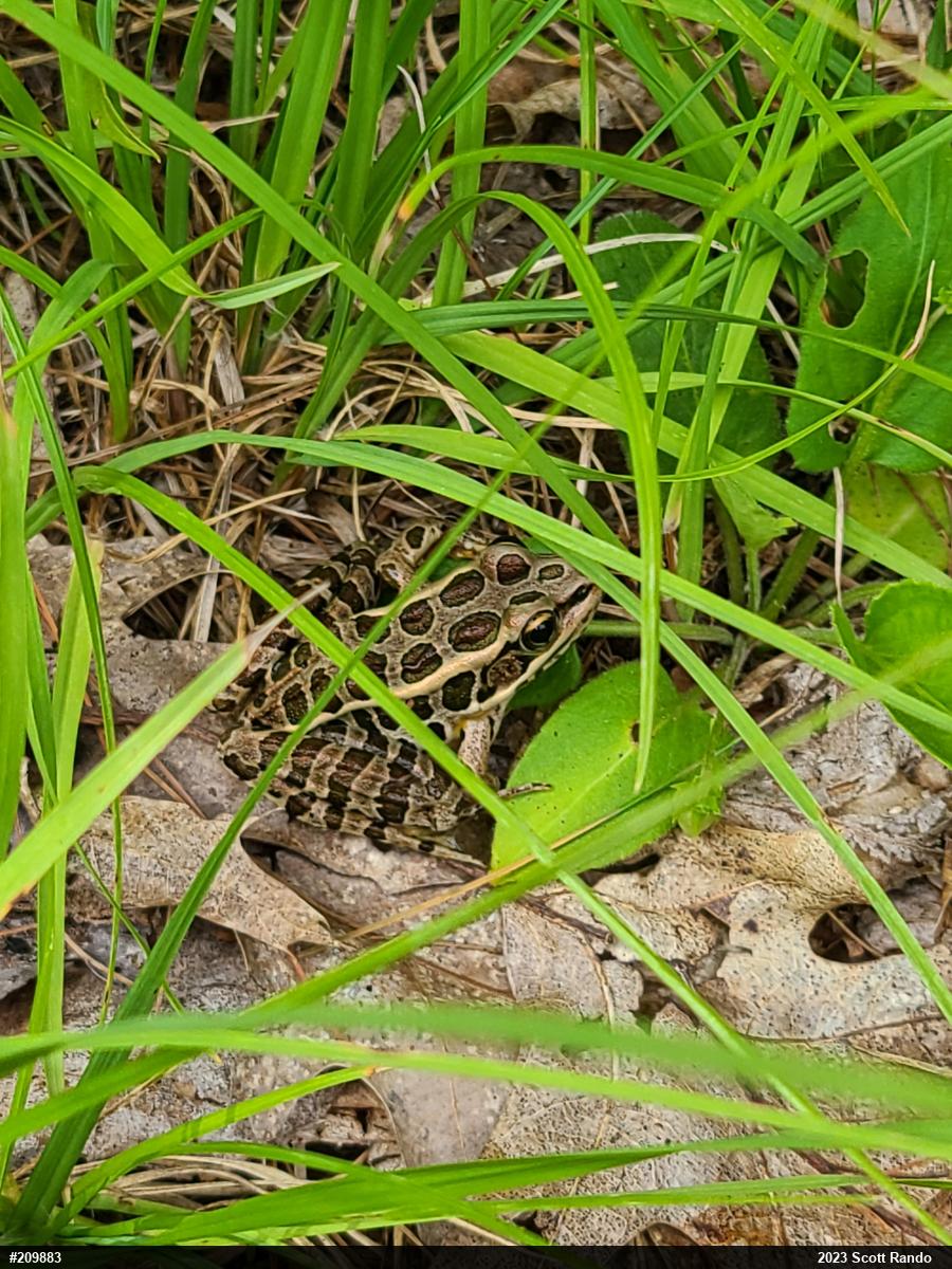 Pickerel Frog