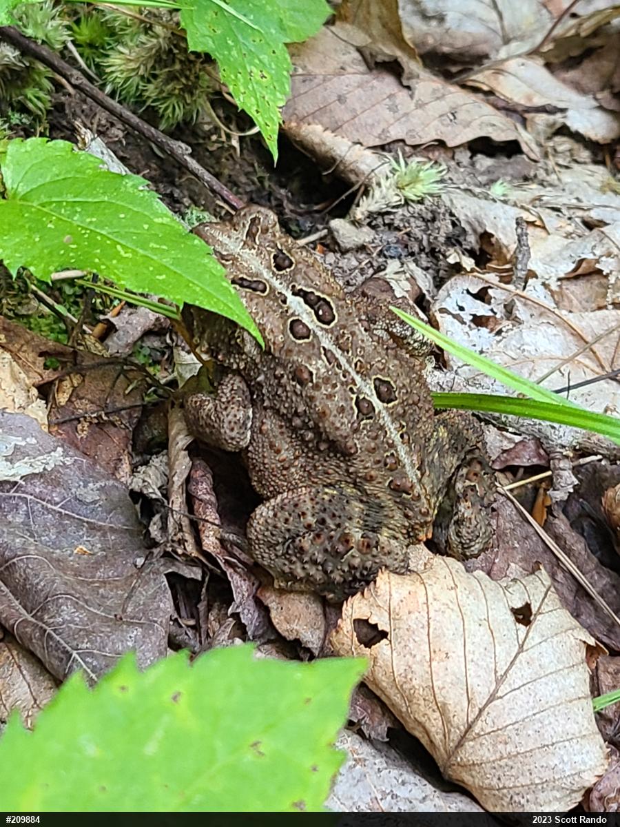 Eastern American Toad